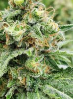 Widow AC (WACO) Regular Seeds - 18