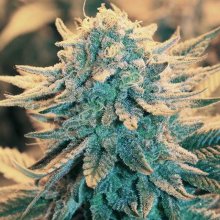 B-52 Feminised Seeds - 5