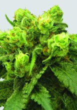 Big Bud Regular Seeds - 10