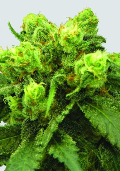Big Bud Regular Seeds - 10