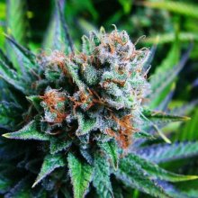 Blue Dream Feminised Seeds - 5