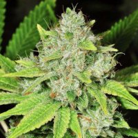 Original Glue Auto Feminised Seeds - 5