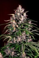 Dosi Auto Feminised Seeds - 5