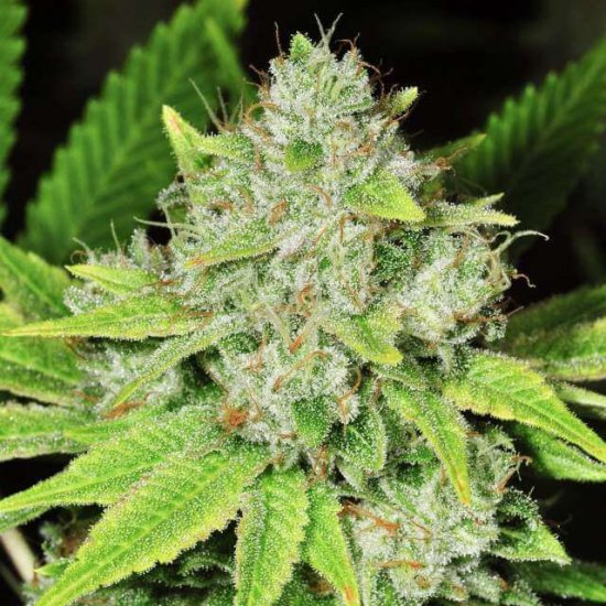 Original Glue Regular Seeds - 10