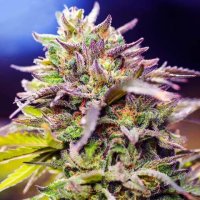 Skunk #1 Feminised Seeds - 5