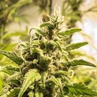 Somango XXL Feminised Seeds - 5
