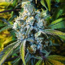 Super Silver Haze Regular Seeds - 10
