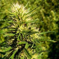 Super Skunk Auto Feminised Seeds - 5