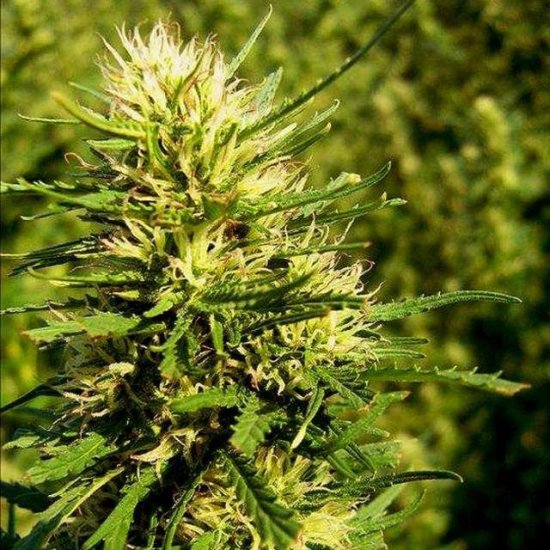 Super Skunk Auto Feminised Seeds - 5