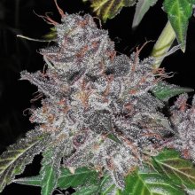 Rainbow Cake Feminised Seeds - 5