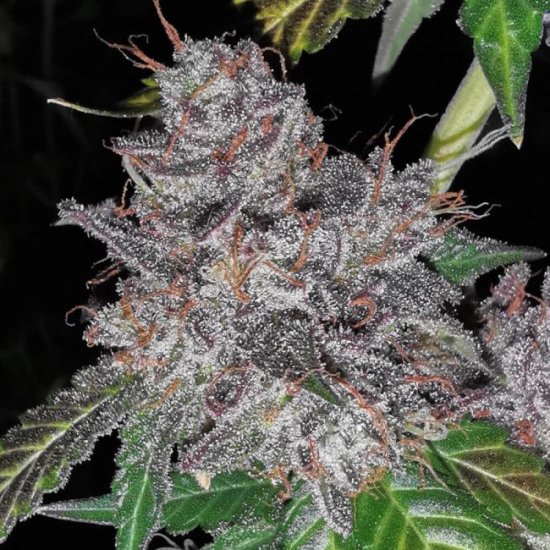 Rainbow Cake Feminised Seeds - 5