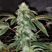 Sowah Sherbert Feminised Seeds - 5