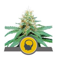 (Bild für) Amnesia Haze Regular Seeds - 10
