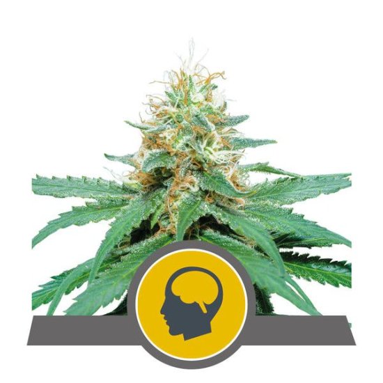 (Bild für) Amnesia Haze Regular Seeds - 10