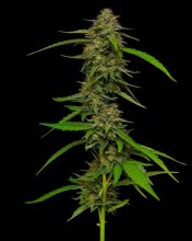 (Bild für) Strawberry Cheesecake Regular Seeds - 10