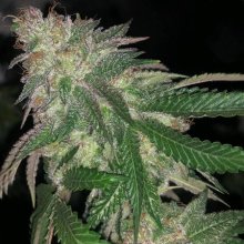 Kuntz Feminised Seeds - 5
