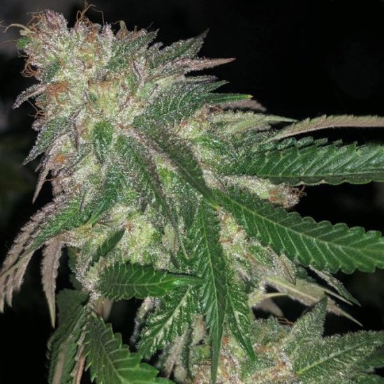 Kuntz Feminised Seeds - 5