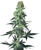 Amnesia White Regular Seeds - 10