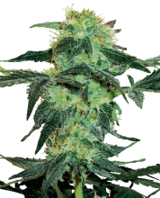 White Ice Regular Seeds - 10