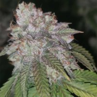 Runtzosa Feminised Seeds - 5 (Bild für) Runtzosa Feminised Seeds - 5