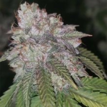 Runtzosa Feminised Seeds - 5
