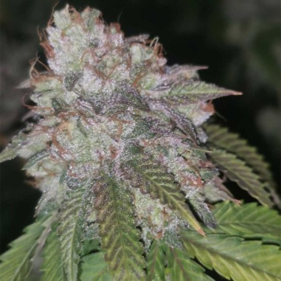 Runtzosa Feminised Seeds - 5