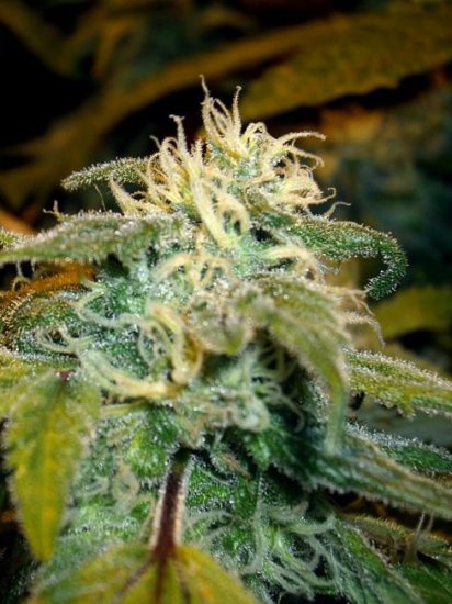 Jamaican OG Feminised Seeds - 6