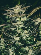 Jupiter OG Kush Feminised Seeds - 6
