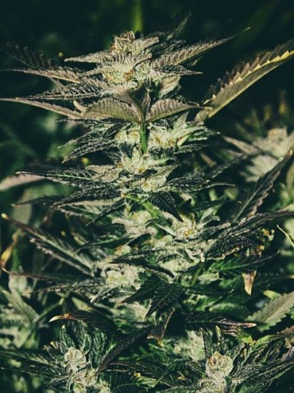 Jupiter OG Kush Feminised Seeds - 6