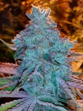 Girl Scout Cookies Auto Feminised Seeds - 6