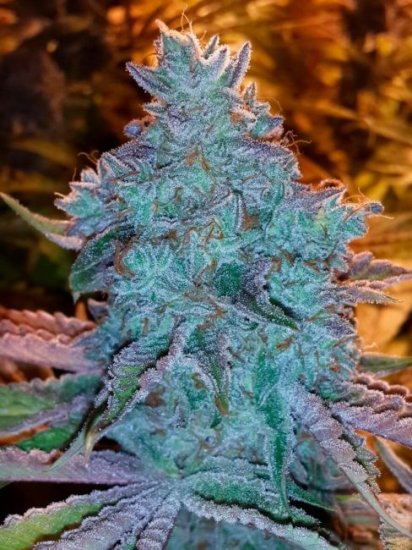 Girl Scout Cookies Auto Feminised Seeds - 6