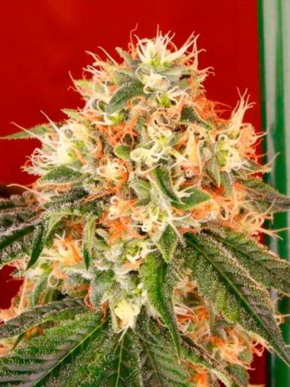 Deadhead OG Auto Feminised Seeds - 6