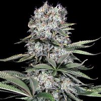 Runtz 13 Feminised Seeds - 5