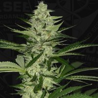 Melonsicle Feminised Seeds - 6+1