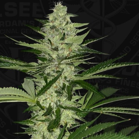 Melonsicle Feminised Seeds - 6+1