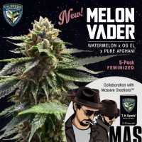 Melon Vader Feminised Seeds - 5+1