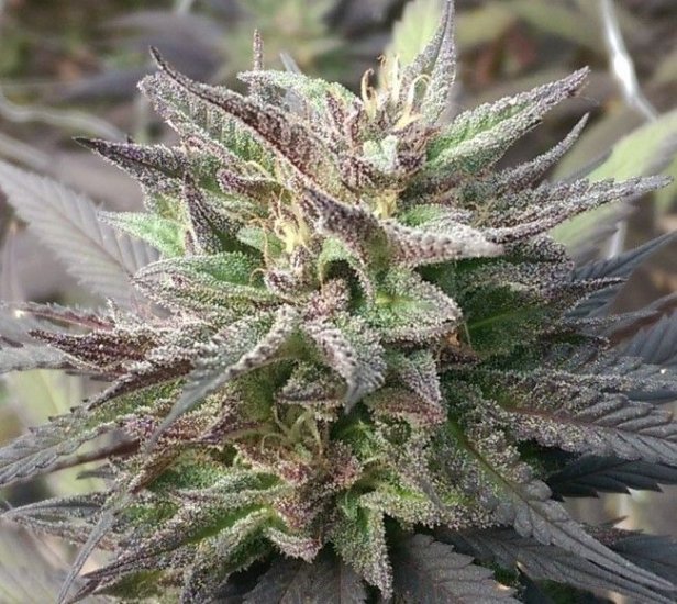 Kali China Feminised Seeds - Breeders Pack - 20