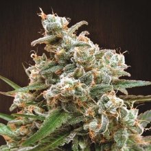 (Bild für) Nepal Jam Feminised Seeds - Breeders Pack - 15