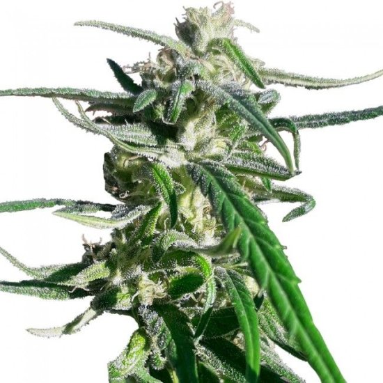 (Bild für) Thai A5 Haze Feminised Seeds - 5