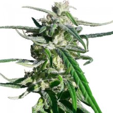 (Bild für) Thai A5 Haze Regular Seeds - 10