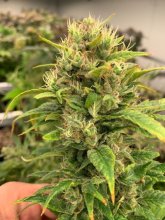 (Bild für) Remedy CBD Feminised Seeds - 10
