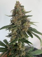 (Bild für) Medtonic CBD Feminised Seeds - 10
