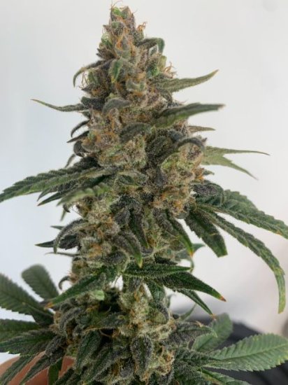 (Bild für) Medtonic CBD Feminised Seeds - 10