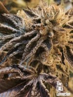 Corleone Kush Regular Seeds