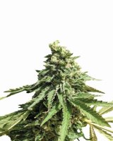 Wonder Woman Regular Seeds - 10