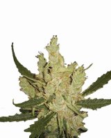 Amnesia Regular Seeds - 10