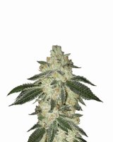 Black Jack Auto Feminised Seeds - 5