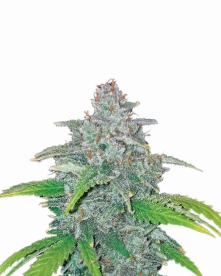 Blue Dream Auto Feminised Seeds - 5