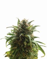 Blue Dream Regular Seeds - 10