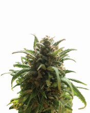 Blue Dream Regular Seeds - 10